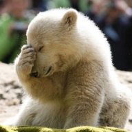 IceAgeBear