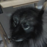 puppy63376