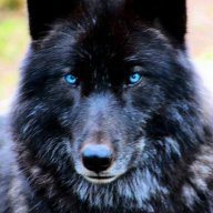 Blackhuskyy