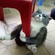kozochka_meow