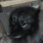 puppy63376
